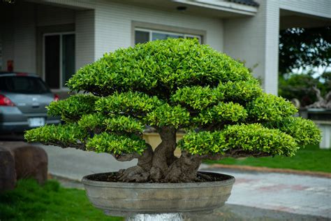 榕樹盆栽風水|【榕樹盆栽風水】化厄擋煞，居家招財！揭密榕樹盆栽風水的擺放。